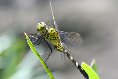 Green darner with rainbow wing