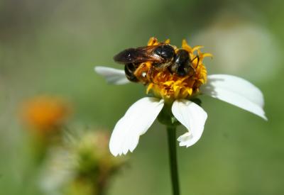 Bee with pollen on body