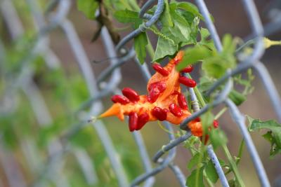 Orange fruit with red seeds