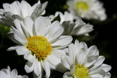 Daisies