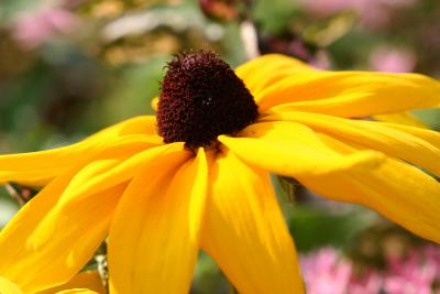 Black eyed susan