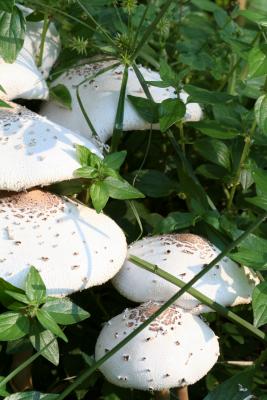 Mushroom forest