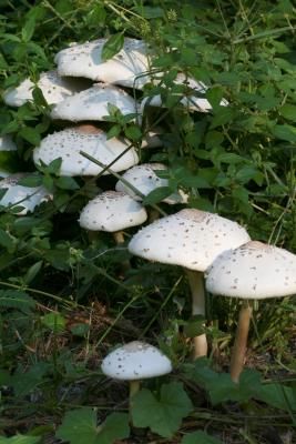 Mushroom forest