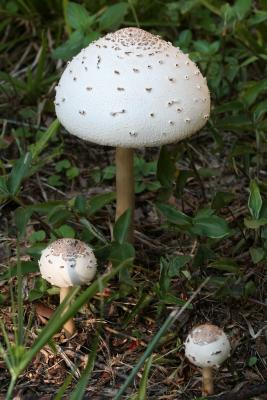 Mushroom forest