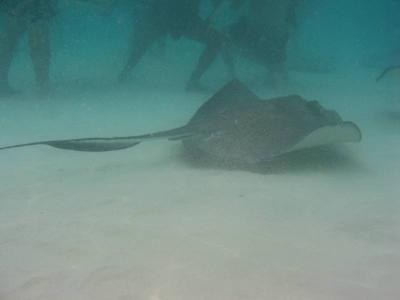 Stingray underwater