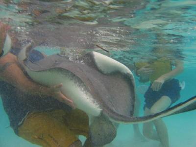 Stingray held by divemaster