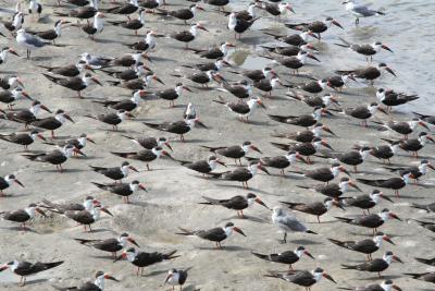 Flock of black skimmers and a couple of gulls