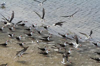 Black skimmers