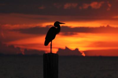 Great blue heron at sunset over Tampa Bay