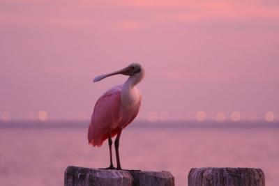 Roseate Spoonbill at sunset over Tampa Bay