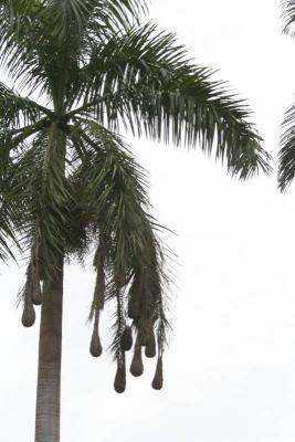 Bird nests in a coconut palm tree