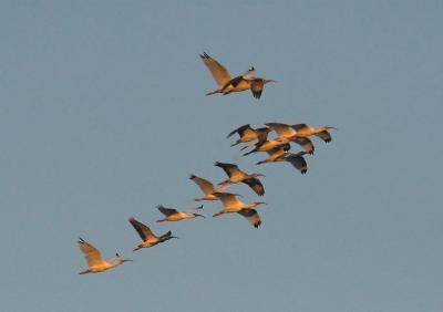 A flock of ibises at sunset