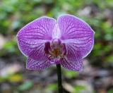 Orchid 1