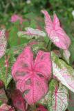 Caladiums