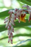 Flower cascade