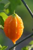 Orange fruit growning on fence
