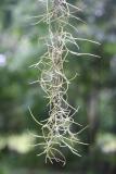 Spanish Moss