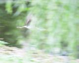 White Ibis In flight