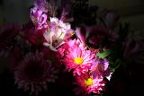 Flowers in ray of window light