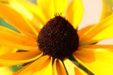 Black eyed susan