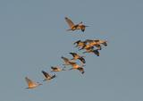 A flock of ibises at sunset