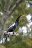 Anhinga