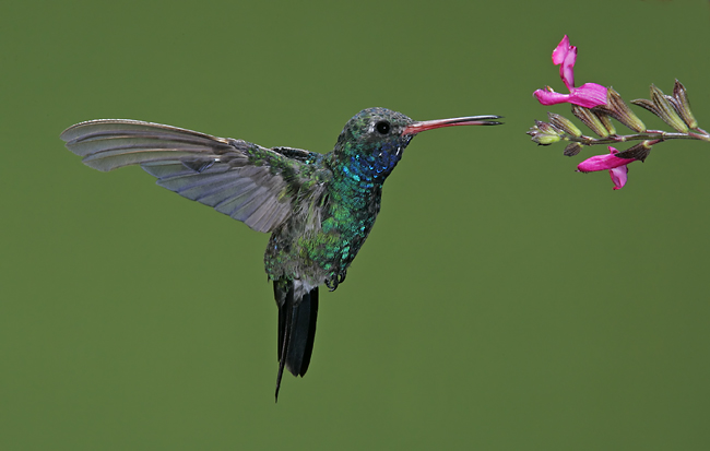 broad-billed hummingbird