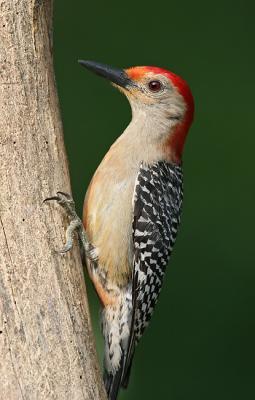 red bellied on deck