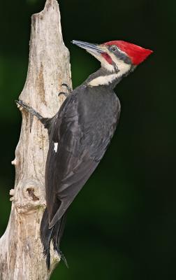 pileated tongue