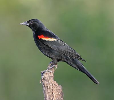 red winged blackbird