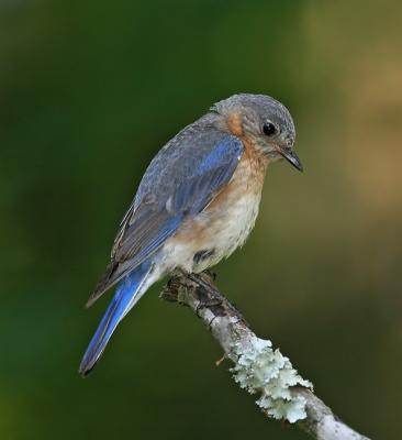 female bluebird