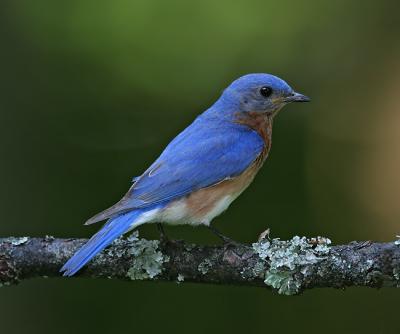 male bluebird profile