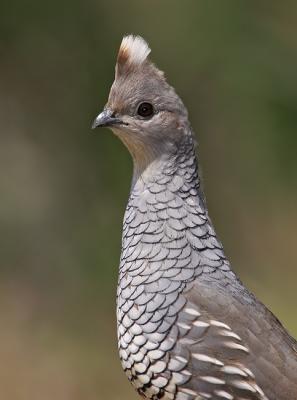 scaled quail