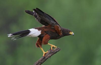 harris's hawk