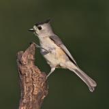 black crested titmouse