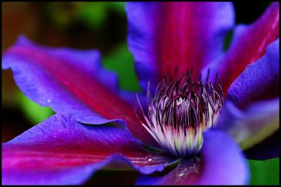 early morning clematis