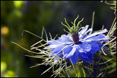 home time love-in-a-mist