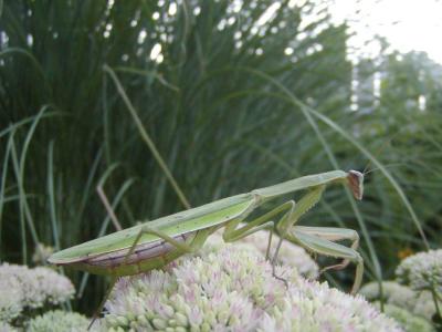 praying_mantis_05-3.JPG