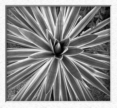 Plant Study in Mono
