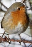 Robin 