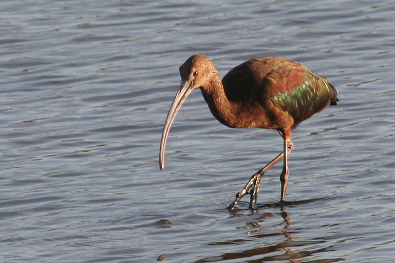 White-Faced Ibis