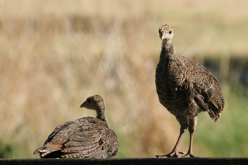 Wild Turkey fledglings