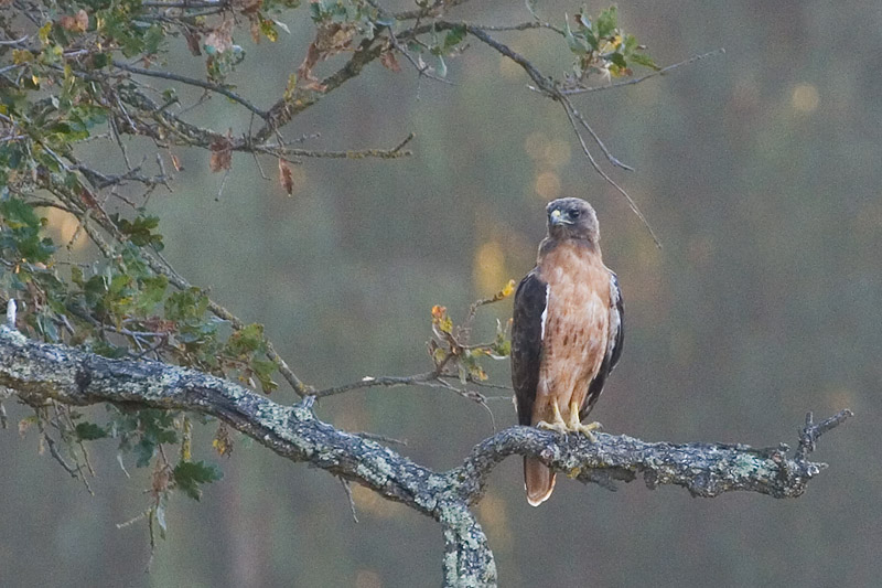 Red-tailed Hawk, Rufous Morph