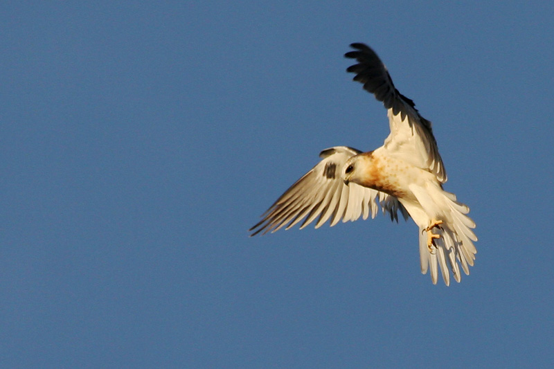 Juvenile White-tailed Kite