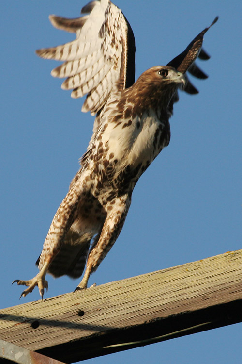 Juvenile Red-tailed Hawk
