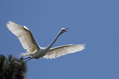 Great Egret taking off