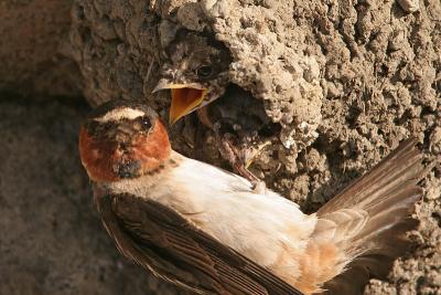 Cliff Swallow Chicks