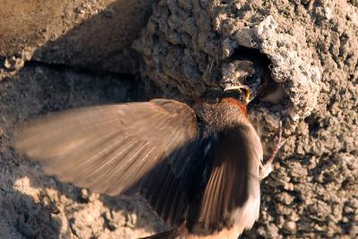 Cliff Swallow Chick Feeding