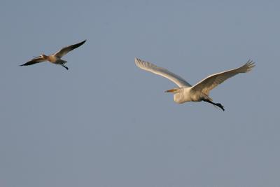 Great Egret chasing Avocet