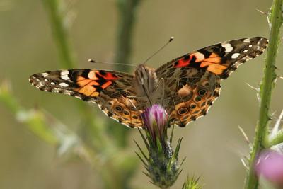 Painted Lady backlit